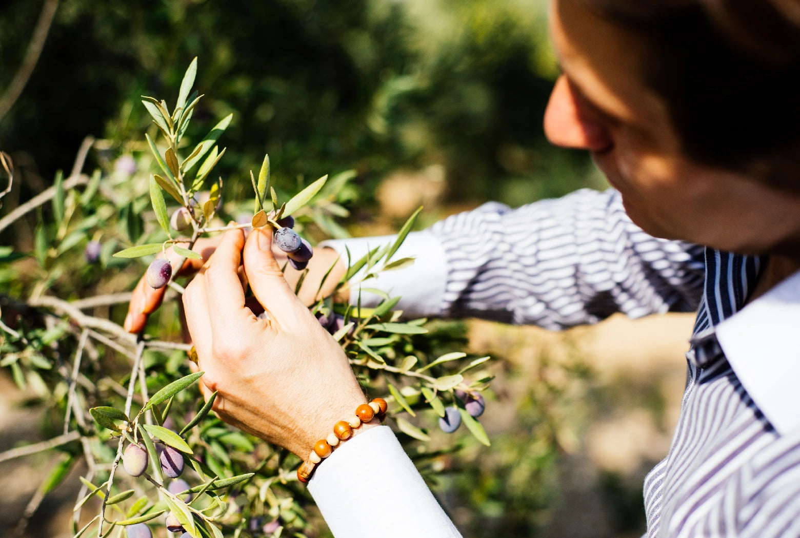 Oliven vurderes inden olivenoliehøst, Oliviers & Co