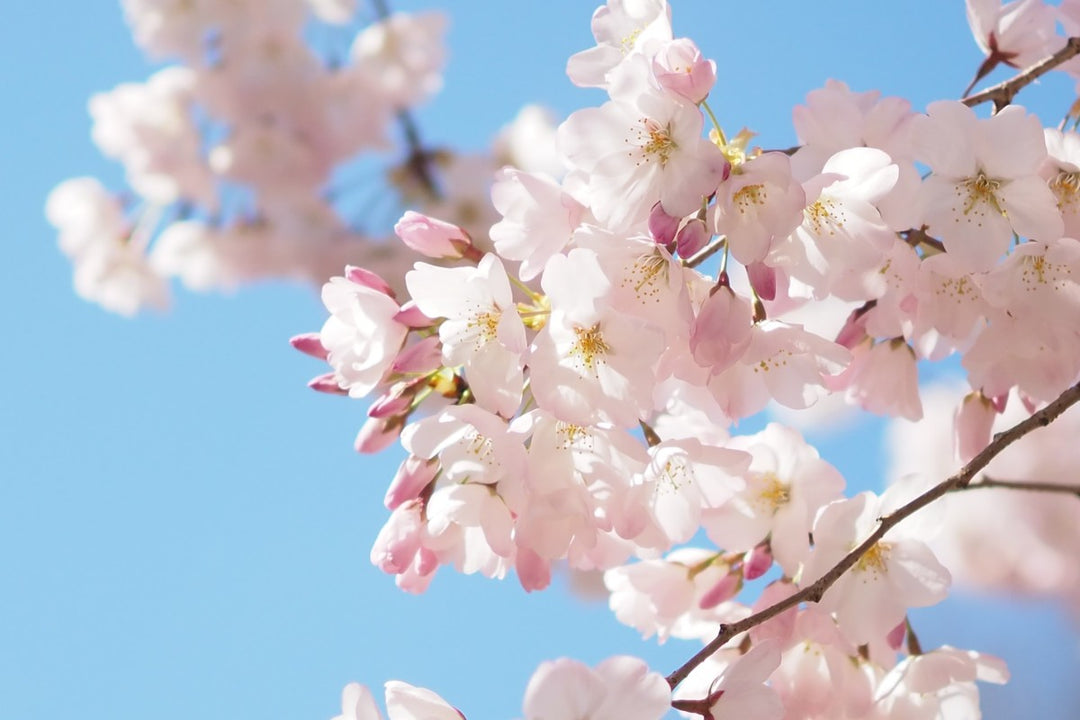 Forårsblomster og blå himmel