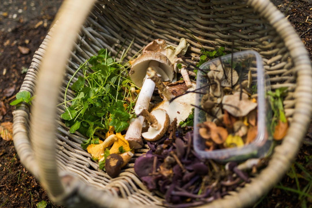 O&CO X Wildfooding svampetur | Lidt af fangsten! 