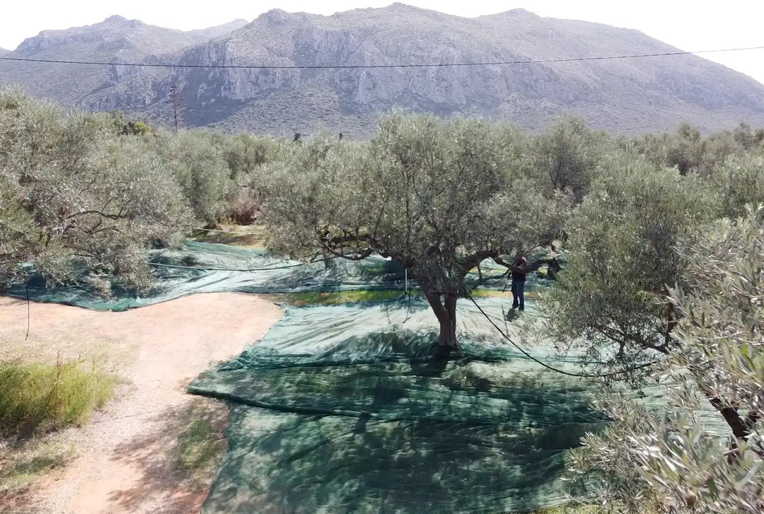 Græsk olivenlund, Oliviers & Co