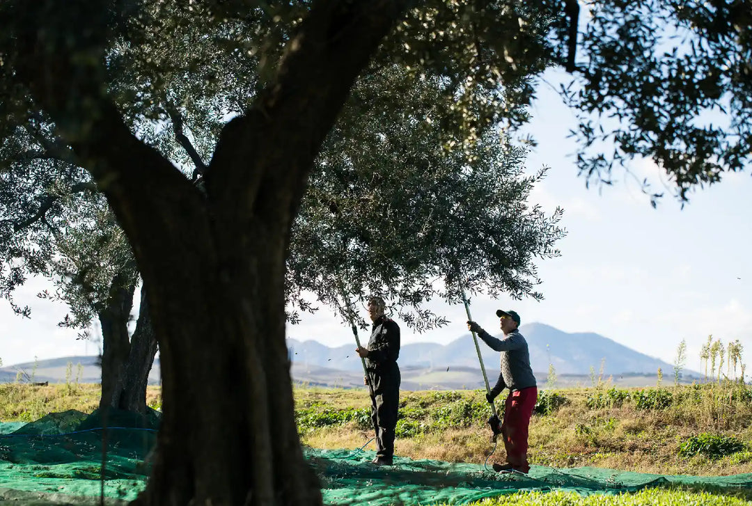 Olivenhøst i Italien, Oliviers & Co