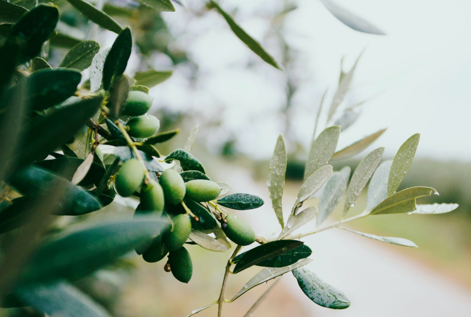 Oliven nocellara del belice, tidlig høst, Oliviers & Co