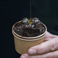Siciliansk mørk chokoladeis fra Maggis toppet med Grand Cru olivenolie og fleur de sel fra Oliviers & Co, TorvehallerneKBH chokoladetur på torvet 2024