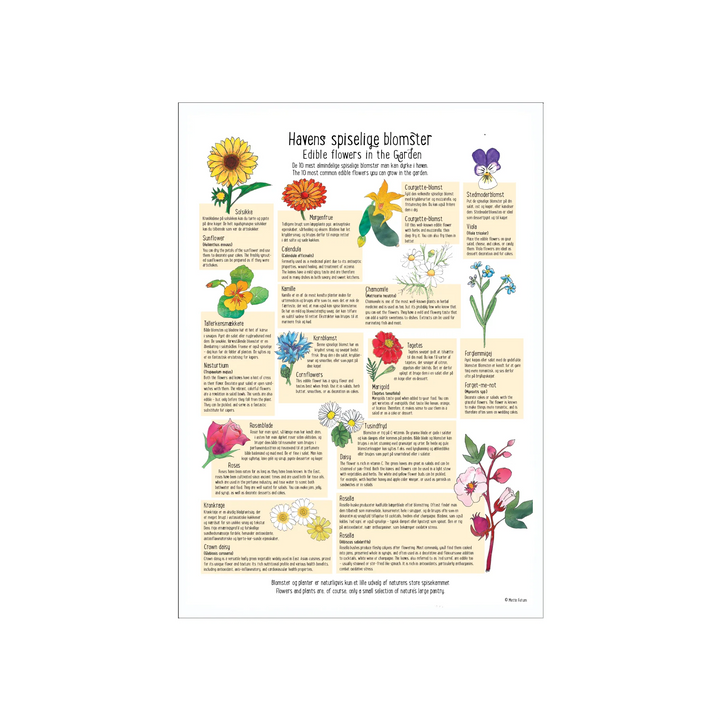 Havens spiselige blomster, Sæsonkalender tegnet af Mette Forum, årstidens frugter, grøntsager og urter, evighedskalender, Oliviers & Co