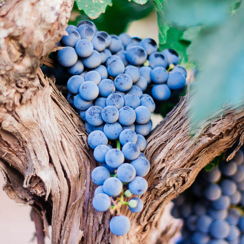 Rødvinseddike fra Languedoc 🇫🇷