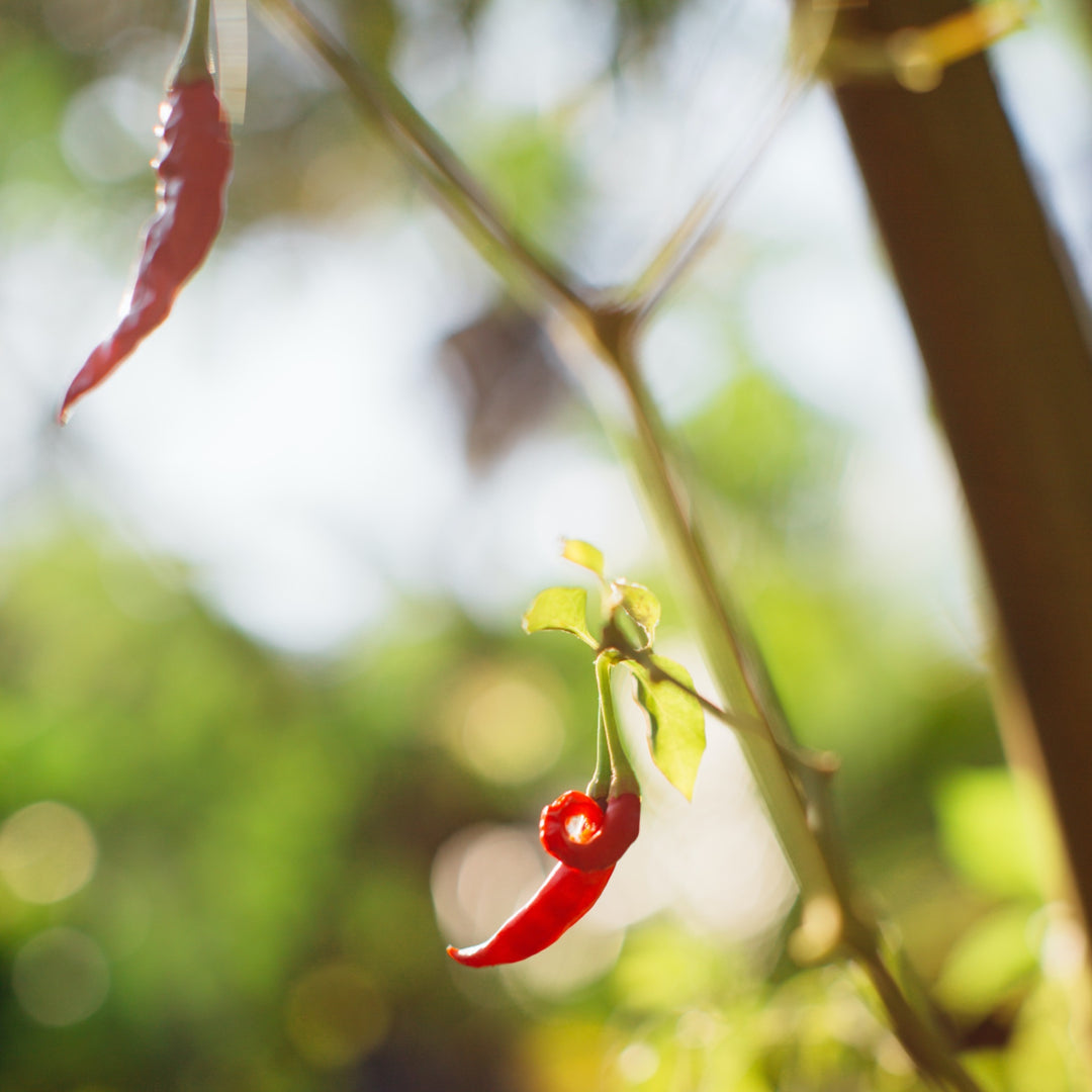 Piment d'espelette peberfrugter på planten